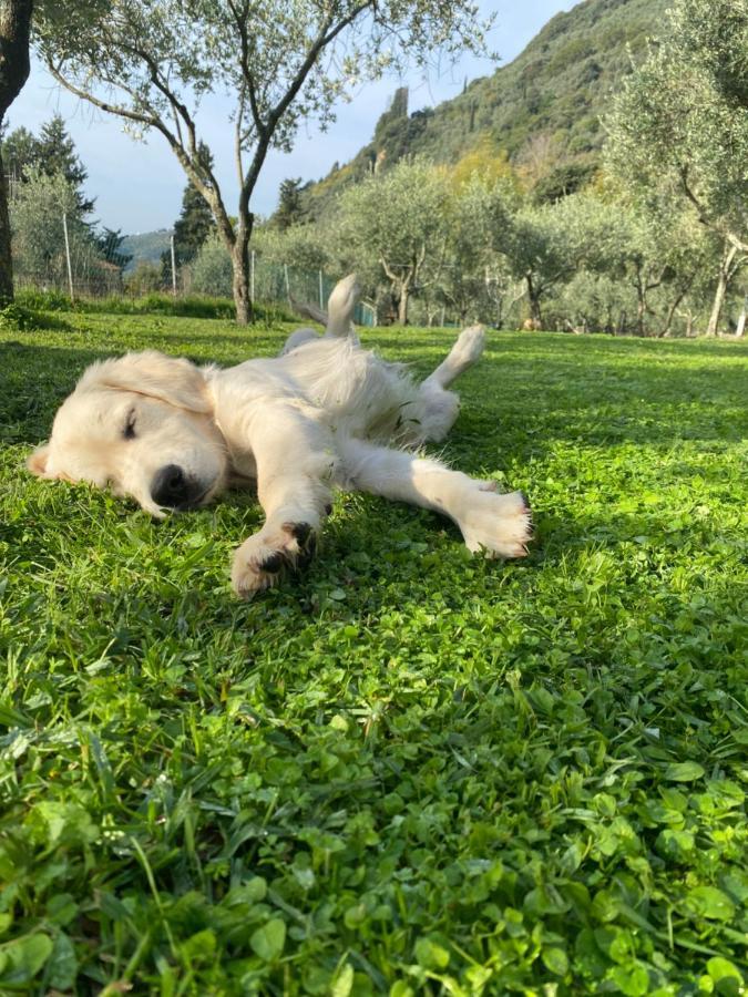Sotto Il Cielo Di Toscana Appartamenti In Tenuta Only Adults No Pet Camaiore Zewnętrze zdjęcie
