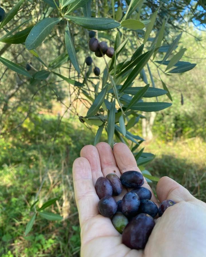 Sotto Il Cielo Di Toscana Appartamenti In Tenuta Only Adults No Pet Camaiore Zewnętrze zdjęcie