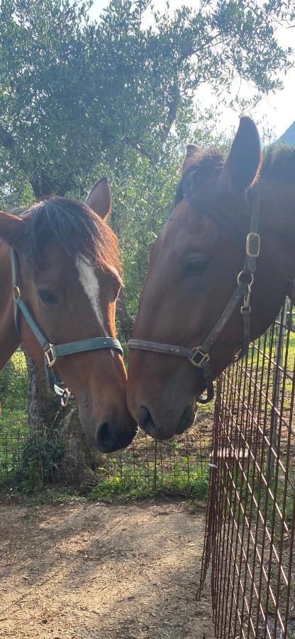 Sotto Il Cielo Di Toscana Appartamenti In Tenuta Only Adults No Pet Camaiore Zewnętrze zdjęcie
