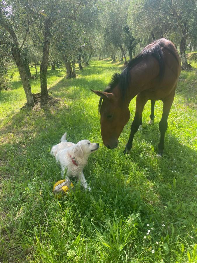 Sotto Il Cielo Di Toscana Appartamenti In Tenuta Only Adults No Pet Camaiore Zewnętrze zdjęcie
